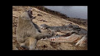 National Geographic Documentary  Crocodile vs Baboon  Wildlife Animal [upl. by Attalie]