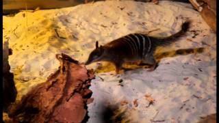 Endangered Animals Numbat [upl. by Eynobe]