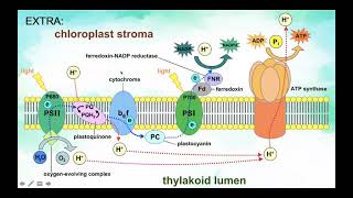 KSSM Form 5 Biology Chapter 2 The Structure and Function of Leaf part 5 [upl. by Enoj705]