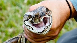 How Snakes amp Invasive Species Overran Florida [upl. by Desirea]