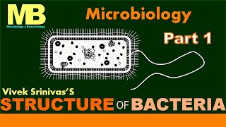 STRUCTURE OF BACTERIA  Part 1  Microbiology  Vivek Srinivas  Bacteriology [upl. by Gardia475]