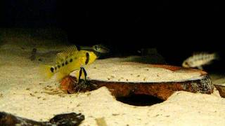 Apistogramma eunotus with two batches of fry [upl. by Nuyh246]