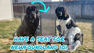 Newfie 101 Is a Newfoundland Dog Right For You [upl. by Aiahc]