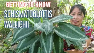 SCHISMATOGLOTTIS WALLICHII PLANT CARE AND PROPAGATION  HOUSEPLANTS PHILIPPINES [upl. by Nosahc998]