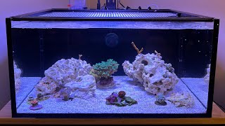 Reef Tank Build Series EP8  Corals Snails and Shrimp [upl. by Rainger]