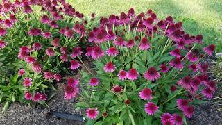 Echinacea Delicious Candy Coneflower  Superb NATIVE Perennial Var for EASY Color amp Butterflies [upl. by Otilia]