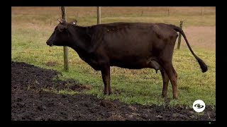 Hipocalcemia en los bovinos aprenda cómo prevenir y controlar esta enfermedad  La Finca de Hoy [upl. by Pressey]