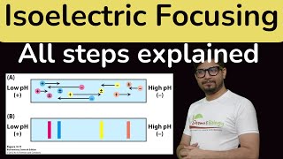 Isoelectric focusing in Hindi  Isoelectric focusing for proteins IEF [upl. by Wendel]