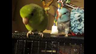 How to care for a Parrotlet [upl. by Gudren]