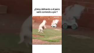 Estoy delirando o el perro corrio en dos patas 😂😂 humor comedia funny parati viralshort dog [upl. by Inglis]