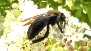 Eastern carpenter bee Xylocopa virginica pollinating flowers [upl. by Oigroeg]