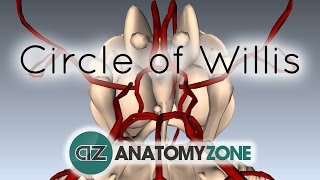 Circle of Willis  3D Anatomy Tutorial [upl. by Angeli]