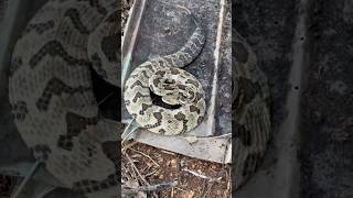 Finding a HUGE RATTLESNAKE under metal timber canebrake rattlesnake herping flipclip snakes [upl. by Sunil279]