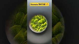 Plants में रंध्र l Stomata कैसे देखे ll Biology 🧫 Practical by skdigrawal [upl. by Masry]