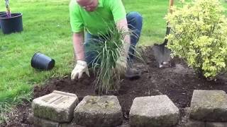 How to Plant an Ornamental Grass [upl. by Leimaj384]