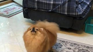 tiny Pomeranian dogs barking sounds little Pom [upl. by Pepita]