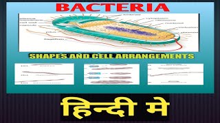 Bacteriology lecture 1 IN HINDI Different shape s of bacteriaCell arrangements [upl. by Helgeson]