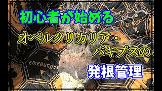 【象足漆樹】塊根の王様 オペルクリカリア・パキプスの発根管理に遂に挑戦します！Operculicarya pachypus [upl. by Frederiksen]