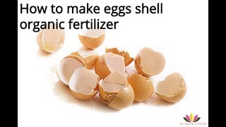 how to make eggs shell fertilizer easily at homeorganic fertilizer eggshell fertilizer compost [upl. by Ecinehs]