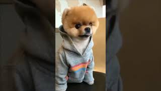 JIFFPOM MUSICALLY KAWAII [upl. by Brader]