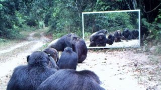 chimps and leopard addicted to mirror – à Nyonié chimpanzés et léopards accros au miroir [upl. by Shakti]