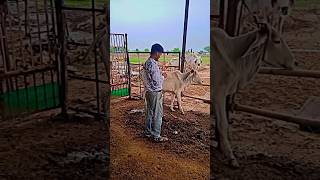 diarrhoea treatment of cow  diarrhoea weakness dehydration cow remixsong [upl. by Yretsym]