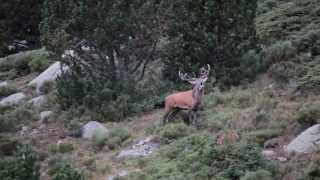 Brame du cerf dans les Pyrénées [upl. by Ayisan]