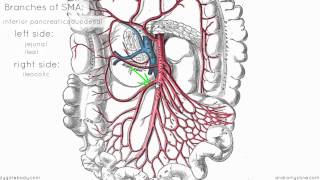 Superior Mesenteric Artery  Anatomy Tutorial [upl. by Qahsi666]