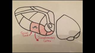 Thalamus and epithalamus overview and applied physiology [upl. by Lonna]