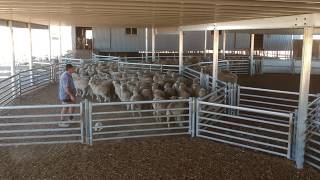 Sheep Yards Pingelly WA [upl. by Docilla]