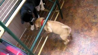 Puggle Puppy Yoda playing with his big brother Mozart the Tuxedo Kitten [upl. by Ayatnahs75]