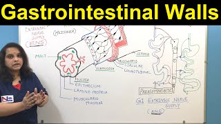 GI Walls  Gastrointestinal Walls  Nursing Lecture [upl. by Manoff436]