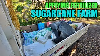 ABONOFERTILIZER APPLICATION OF 2 12 MONTHS OLD SUGARCANE FARM [upl. by Divadnoj]