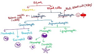 Types of White blood Cells Types of Blood Cells  Leukocytes and Erythrocytes [upl. by Hotze]