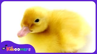 Six Little Ducks Video  The Kiboomers Preschool Songs amp Nursery Rhymes About Animals [upl. by Kciv]