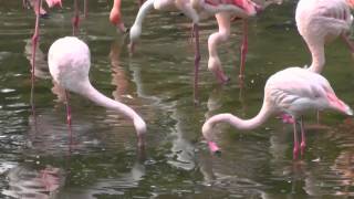 Chile Flamingos filtrieren Plankton aus dem Wasser [upl. by Eanerb]