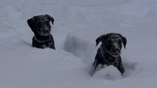 My Black Lab Puppies 12 to 16 weeks old [upl. by Bates]