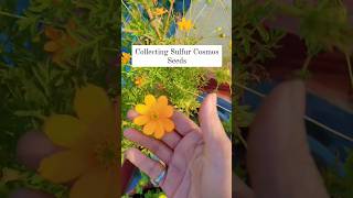 Collecting and storing Sulfur Cosmos Seeds shortvideo youtubeshorts viral trending gardening [upl. by Lucita196]