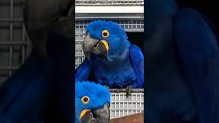 Hyacinth macaw Hyacinthmacaw macawparrot shortsfeed youtubeshorts shortsvideo trending dance [upl. by Allimak554]