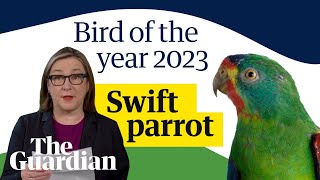 And the winner is  swift parrot announced as the 2023 Australian bird of the year [upl. by Cochard]