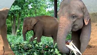 Cool Elephant Videos Compilation 🐘 [upl. by Ordnazil822]