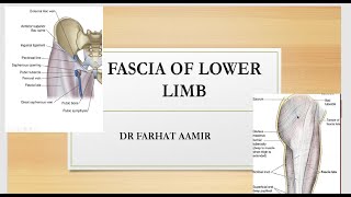 Fascia of Lower Limb [upl. by Vashtia]