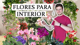 TOP 8 plantas de interior con flor [upl. by Siul]