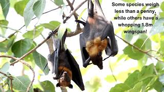 Bat Facts [upl. by Aerdnaz663]