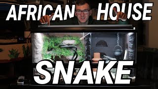 ULTIMATE REALISTIC SNAKE TANK Cape African House Snake  Guide [upl. by Tamiko]