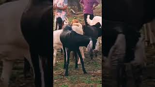 Lablaba Malwa Andul syedfahad animals Bodybuilder animal [upl. by Callean481]