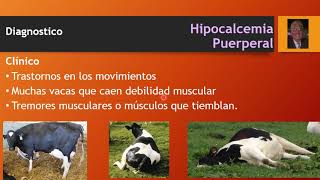 HIPOCALCEMIA PUERPERAL O FIEBRE DE LECHE CLÍNICA Y DIAGNÓSTICO [upl. by Intyrb]