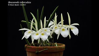 Brassavola tuberculata na Pedra Phaius e muito mais [upl. by Krauss]