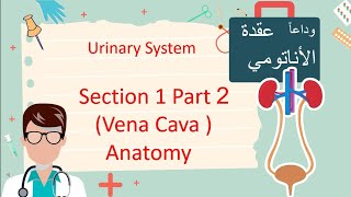 inferior Vena cava  GARS  Anatomy P1 part2 الفيديو مليان نيمونكس لتسهيل الحفظ [upl. by Ecienaj]