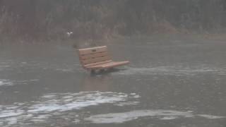 Flooding at Fanno Creek Park in Beaverton [upl. by Jaffe216]